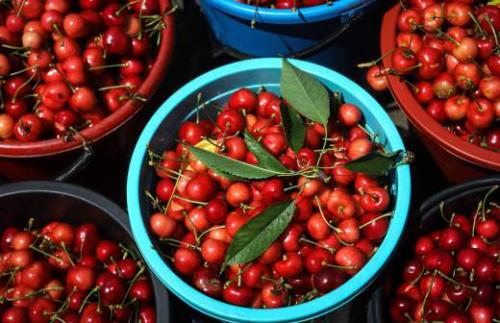 Заморозки не страшны: как правильно готовить смородину к зиме 28