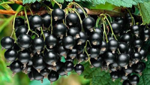 Какие сорта смородины лучше всего подходят для заготовки на зиму. Смородиновая алхимия: секреты идеальных заготовок