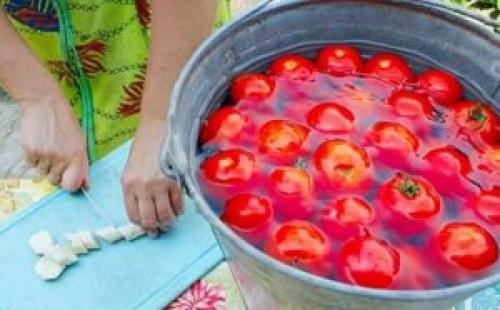 Квашеные зеленые помидоры в ведре. Бочковые помидоры в домашних условиях в ведре