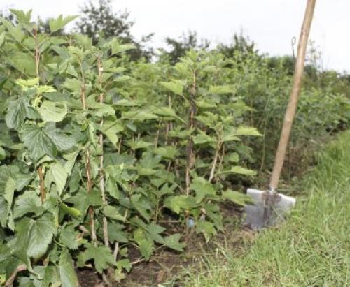 Когда и как пересаживать куст смородины на новое место. Посадка смородины 06 Когда и как пересаживать куст смородины на новое место. Посадка смородины 06