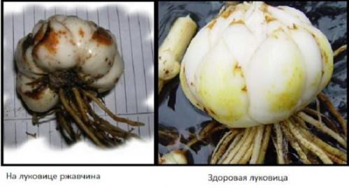 Как пересадить лилии осенью. Особенности осенней пересадки лилий