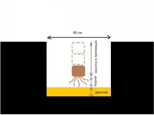 Как пересадить лилии осенью. Особенности осенней пересадки лилий
