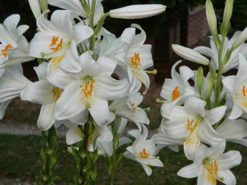 Пересадка лилий осенью сроки. В каком месяце пересаживать лилии осенью