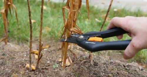 Как пересадить лилии осенью. Особенности осенней пересадки лилий