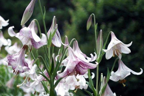 Когда лучше пересаживать лилии весной или осенью. Пересадка лилий: когда лучше это делать