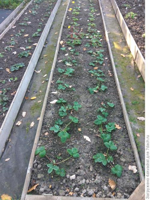 Какие результаты можно ожидать от посадки клубники в августе. Чтобы получить урожай летом, сажать клубнику лучше в августе