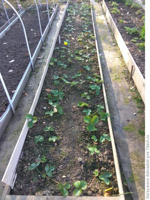 Какие результаты можно ожидать от посадки клубники в августе. Чтобы получить урожай летом, сажать клубнику лучше в августе