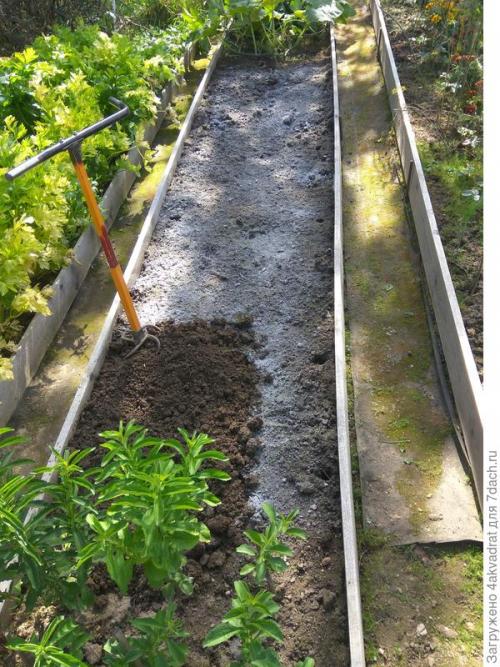 Какие результаты можно ожидать от посадки клубники в августе. Чтобы получить урожай летом, сажать клубнику лучше в августе