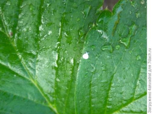 Какие результаты можно ожидать от посадки клубники в августе. Чтобы получить урожай летом, сажать клубнику лучше в августе