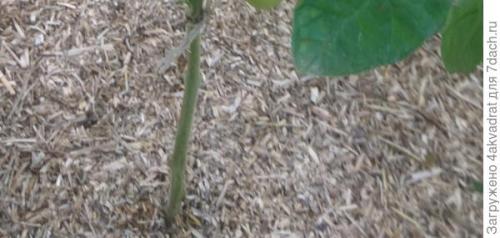 Какие результаты можно ожидать от посадки клубники в августе. Чтобы получить урожай летом, сажать клубнику лучше в августе