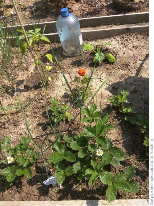 Какие результаты можно ожидать от посадки клубники в августе. Чтобы получить урожай летом, сажать клубнику лучше в августе