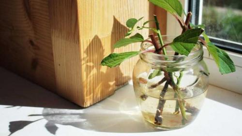 Как ухаживать за лимонным деревом в саду. Лимонное дерево: особенности высадки, правила ухода, обрезки, подкормки. Идеи декоративного оформления (150 фото)