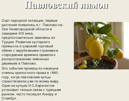 Лимон в домашних условиях. Лимон комнатный. Уход, обрезка и размножение в домашних условиях