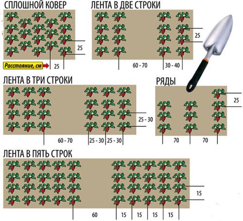 Осенняя посадка клубники: пошаговая инструкция 11 Осенняя посадка клубники: пошаговая инструкция 11