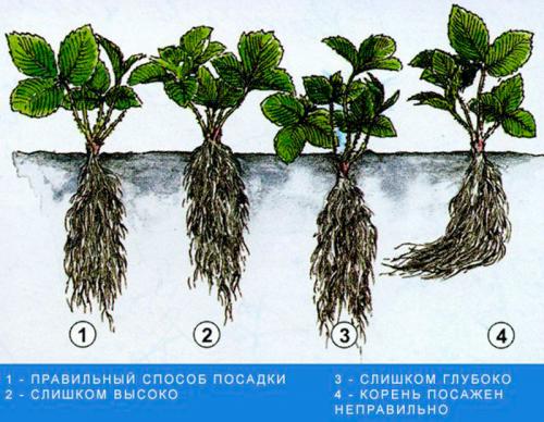 Осенняя посадка клубники: пошаговая инструкция 06 Осенняя посадка клубники: пошаговая инструкция 06