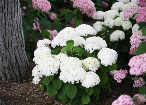 Чем подкормить гортензию для роста и цветения. Чем подкармливать гортензию весной 16 Чем подкормить гортензию для роста и цветения. Чем подкармливать гортензию весной 16