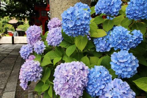 Подкормка гортензии народными средствами. Зачем нужна весенняя и летняя подкормка гортензии: польза процедуры