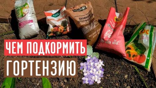 Калимагнезия для гортензий. Обзор удобрений для садовых гортензий