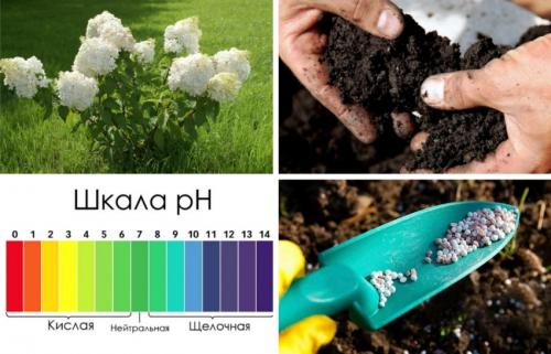 Чем подкормить гортензию для роста и цветения. Чем подкармливать гортензию весной 14