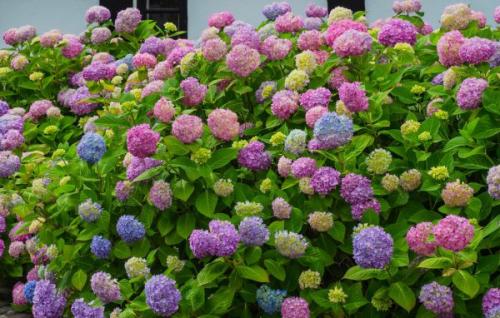 Подкормка гортензии народными средствами. Зачем нужна весенняя и летняя подкормка гортензии: польза процедуры