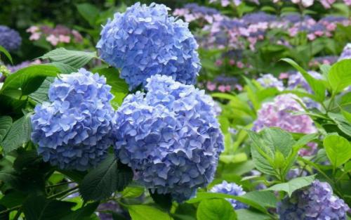 Подкормка гортензии народными средствами. Зачем нужна весенняя и летняя подкормка гортензии: польза процедуры