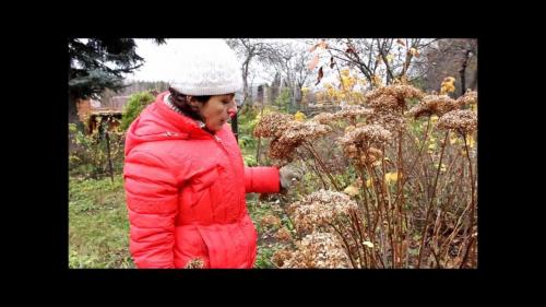 Правила ухода за гортензией в осенний период. Добавление статьи в новую подборку 16 Правила ухода за гортензией в осенний период. Добавление статьи в новую подборку 16
