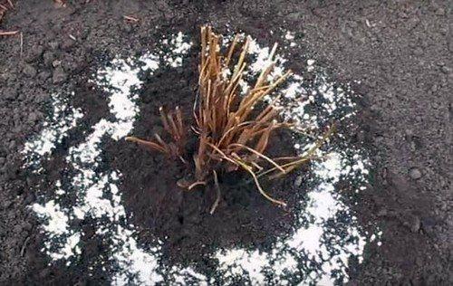 Уход за гортензией осенью. 5 правил осеннего ухода за гортензией