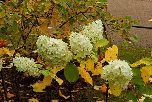 Уход за гортензией осенью. 5 правил осеннего ухода за гортензией