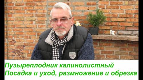 Посадка калинолистного пузыреплодника. Посадка пузыреплодника 01 Посадка калинолистного пузыреплодника. Посадка пузыреплодника 01