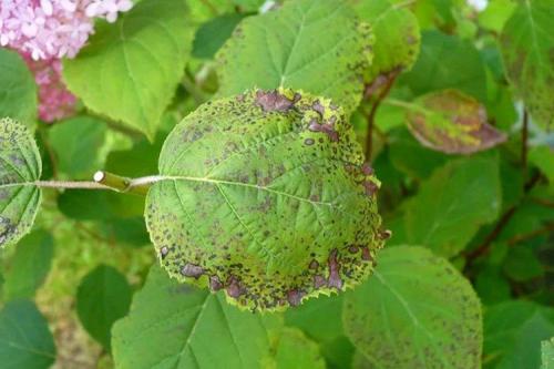 Подкормка гортензии весной органикой и спецпрепаратами. Удобрение для гортензий