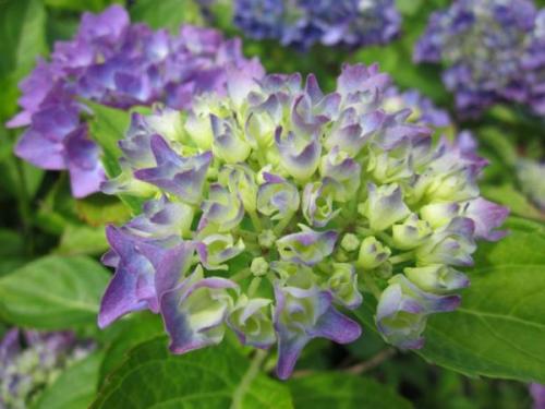 Подкормка гортензии лимонной кислотой. Как и чем подкислить почву