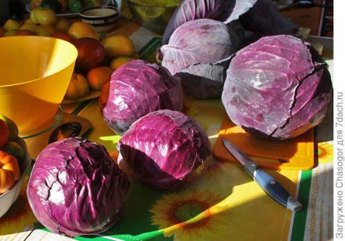 Квашеная краснокочанная капуста на зиму. Квашеная капуста красная