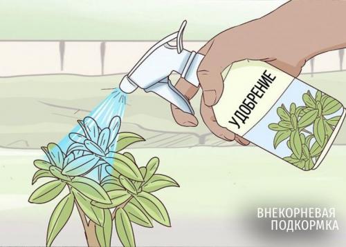 Как правильно вносить удобрения для гортензий. Чем нельзя удобрять 11 Как правильно вносить удобрения для гортензий. Чем нельзя удобрять 11