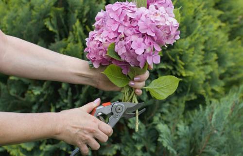 Обрезка гортензии метельчатой осенью. Осенняя обрезка гортензии – придаем кустам форму и готовим к зиме