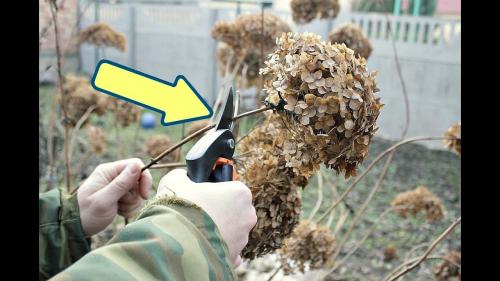 Уход за метельчатой гортензией осенью после цветения. Обрезка гортензии после цветения 02 Уход за метельчатой гортензией осенью после цветения. Обрезка гортензии после цветения 02