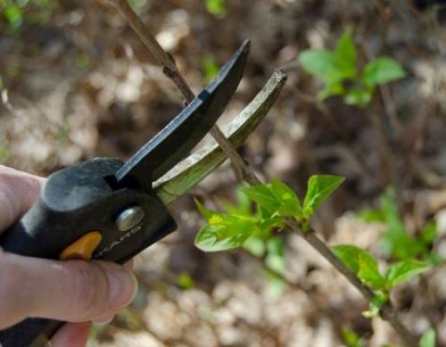 Уход за метельчатой гортензией осенью после цветения. Обрезка гортензии после цветения 10 Уход за метельчатой гортензией осенью после цветения. Обрезка гортензии после цветения 10