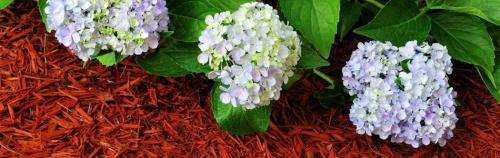 Уход за метельчатой гортензией осенью после цветения. Обрезка гортензии после цветения 11 Уход за метельчатой гортензией осенью после цветения. Обрезка гортензии после цветения 11