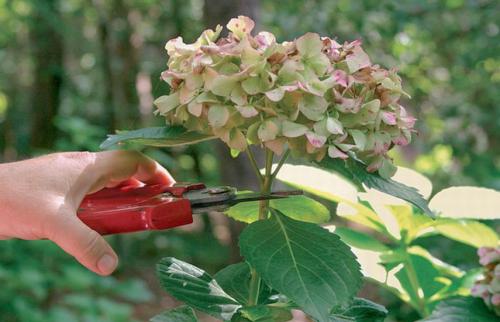 Обрезка гортензии метельчатой осенью. Осенняя обрезка гортензии – придаем кустам форму и готовим к зиме