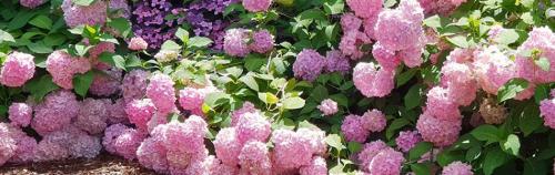 Уход за метельчатой гортензией осенью после цветения. Обрезка гортензии после цветения 08 Уход за метельчатой гортензией осенью после цветения. Обрезка гортензии после цветения 08