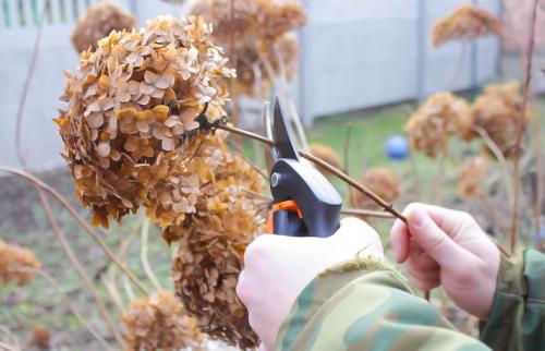 Обрезка гортензии древовидной. Обрезка гортензии весной – секреты красоты