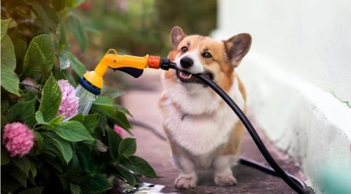 Чем и когда подкормить гортензию. Чем подкормить гортензию 09