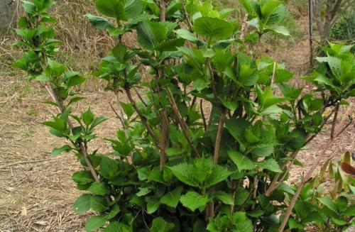 Чем подкормить гортензию во время бутонизации. Чем подкормить гортензию весной