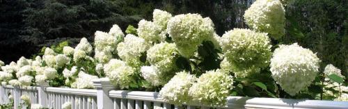 Как подготовить гортензии к зиме. Гортензия осенью — подготовка к зиме 19 Как подготовить гортензии к зиме. Гортензия осенью — подготовка к зиме 19