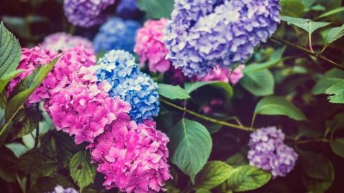 Какие удобрения подходят для гортензии. ПОДКОРМКА МАРГАНЦОВКОЙ 05 Какие удобрения подходят для гортензии. ПОДКОРМКА МАРГАНЦОВКОЙ 05