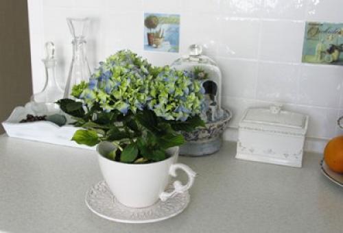 Гортензия зимой в квартире. Как ухаживать зимой?