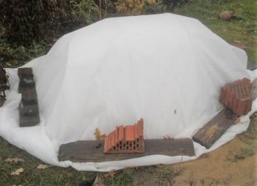 Как укрыть молодую гортензию на зиму. Чем укрыть молодые гортензии на зиму