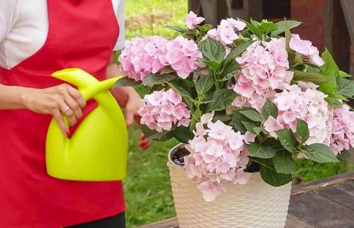 Нужно ли поливать гортензию осенью. Уход за гортензией осенью –, что важно успеть