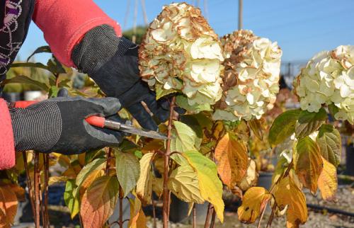 Нужно ли поливать гортензию осенью. Уход за гортензией осенью –, что важно успеть