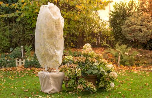 Нужно ли поливать гортензию осенью. Уход за гортензией осенью –, что важно успеть