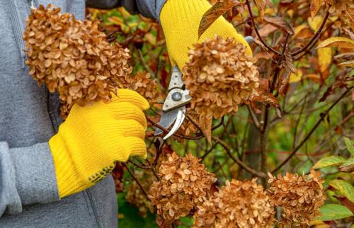 Нужно ли поливать гортензию осенью. Уход за гортензией осенью –, что важно успеть